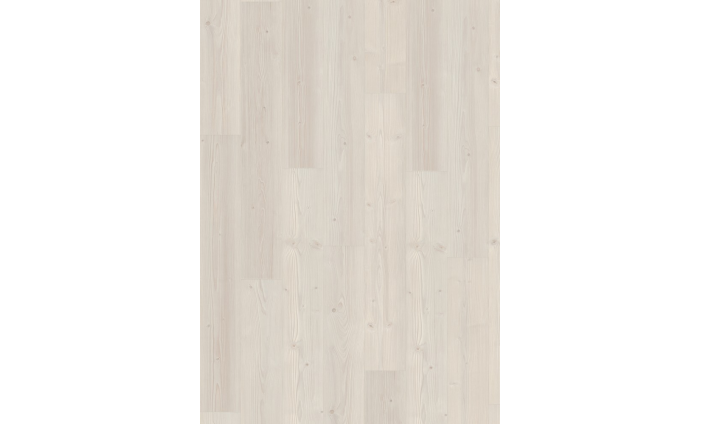 Borovica Inverey biela